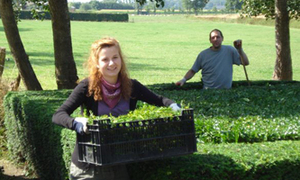 juli 2008 - Rijkevorsel snoeit voor Vergroot de Hoop.